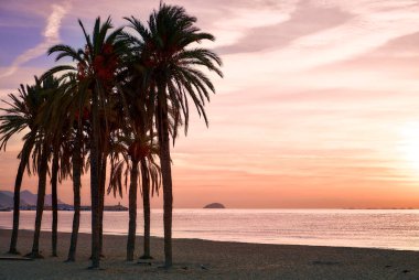 Alacakaranlıkta palmiye ağaçlarının siluetleri olan güzel tropikal plajlar. Tropikal deniz sahilinde güzel bir gün batımı.