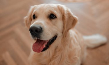 Altın yetişkin köpek safkan labrador evdeki oturma odasında yerde yatıyor..