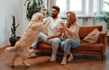 Genç çift evcil labrador köpeklerini eğitiyor, evdeki kanepede otururken ikram veriyor, birlikte eğleniyorlar..