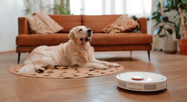 Güzel bir safkan labrador köpeği evdeki oturma odasındaki halıya uzanmış, ön planda bir robot elektrikli süpürge evi temizliyor..