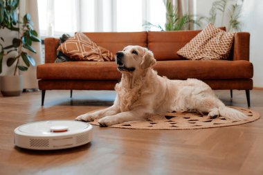 Güzel bir safkan labrador köpeği evdeki oturma odasındaki halıya uzanmış, ön planda bir robot elektrikli süpürge evi temizliyor..