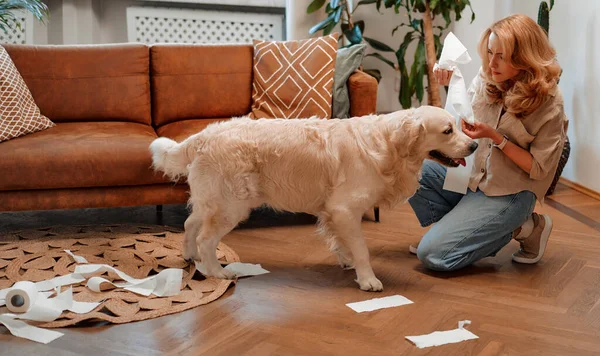 A beautiful blonde woman is angry at a labrador dog who tore and scattered toilet paper around the living room. The pet has been mischievous.