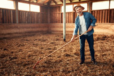 Olgun bir erkek çiftçi çiftlikteki bir ahırda yabayla saman topluyor. Çiftçilik ve tarım kavramı.