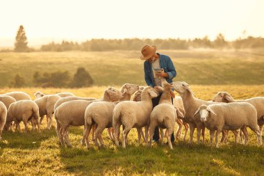 Şapkalı olgun, yakışıklı bir erkek çiftçi bir tarlada otlayan koyun sürüsüne ödül veriyor. Çiftçilik ve tarım kavramı.
