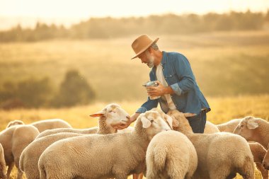 Şapkalı olgun, yakışıklı bir erkek çiftçi bir tarlada otlayan koyun sürüsüne ödül veriyor. Çiftçilik ve tarım kavramı.