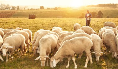Olgun, yakışıklı bir erkek çiftçi elinde tabletle bir tarlada otlayan koyun sürüsüyle hesaplamalar yapıyor. Çiftçilik ve tarım kavramı.