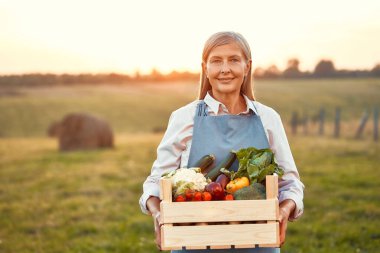 Olgun, güzel bir çiftçi kadın bir tarlanın arka planında dikilirken bir kutu tahtadan sebze topluyor. Tarım ve tarım kavramı.