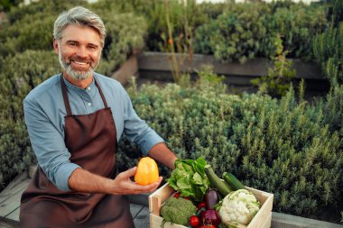 Önlük giymiş, tahta bir kutu sebzeyle bankta oturan olgun, yakışıklı bir erkek çiftçi. Çiftçilik ve tarım kavramı.