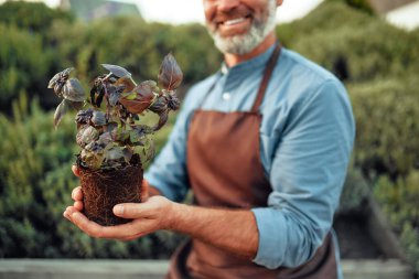Elinde fesleğen tohumu tutan önlüklü yakışıklı bir erkek çiftçi. Çiftçilik ve tarım kavramı.