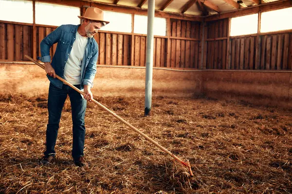 成熟英俊的男性农民在农场的谷仓里用干草叉收割干草 农业和农业概念 — 图库照片