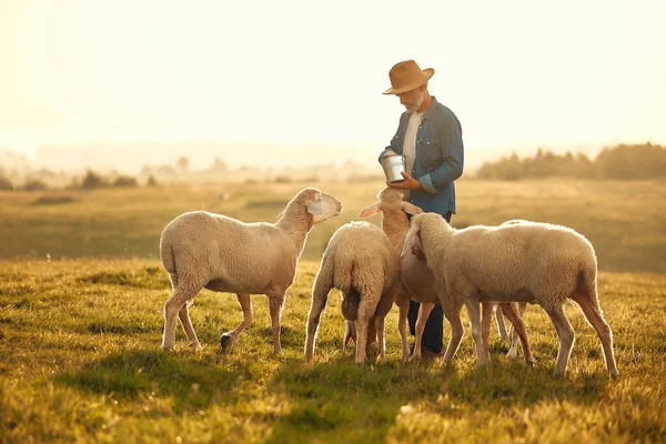 Mature Handsome Male Farmer Hat Gives Treats Flock Sheep Grazing — Stock Photo, Image