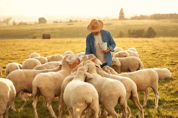 Agricoltore Maschio Maturo Bello Con Cappello Offre Prelibatezze Gregge Pecore — Foto Stock