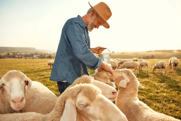 Mature Handsome Male Farmer Hat Gives Treats Flock Sheep Grazing — Stock Photo, Image