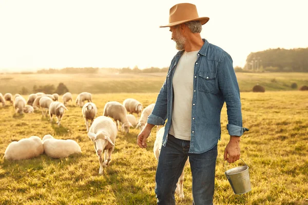 Mature Beau Fermier Masculin Dans Chapeau Avec Son Troupeau Moutons — Photo
