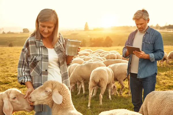 Dojrzała Piękna Para Rolników Karmiących Owce Pasące Się Polu Smakołykami — Zdjęcie stockowe