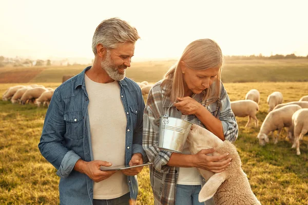 Mature Beautiful Couple Farmers Feeding Sheep Grazing Field Treats Making — Stock Photo, Image
