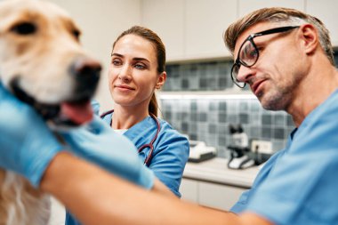 Mavi üniformalı veteriner doktorlar, veterinerlik kliniğinin modern ofisindeki bir masada bir köpeği rutin bir şekilde muayene ederler. Evcil hayvanların tedavisi ve aşılanması.