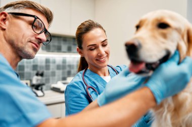 Mavi üniformalı veteriner doktorlar, veterinerlik kliniğinin modern ofisindeki bir masada bir köpeği rutin bir şekilde muayene ederler. Evcil hayvanların tedavisi ve aşılanması.