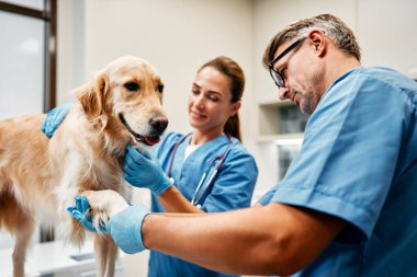 Mavi üniformalı veteriner doktorlar, veterinerlik kliniğinin modern ofisindeki bir masada bir köpeği rutin bir şekilde muayene ederler. Evcil hayvanların tedavisi ve aşılanması.