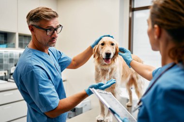Mavi üniformalı veteriner doktorlar, veterinerlik kliniğinin modern ofisindeki bir masada bir köpeği rutin bir şekilde muayene ederler. Evcil hayvanların tedavisi ve aşılanması.