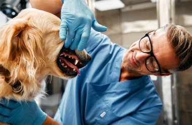 Mavi üniformalı veteriner doktor bir veteriner kliniğinin modern ofisinde bir köpeğin üzerinde rutin bir inceleme yapar. Evcil hayvanların tedavisi ve aşılanması.