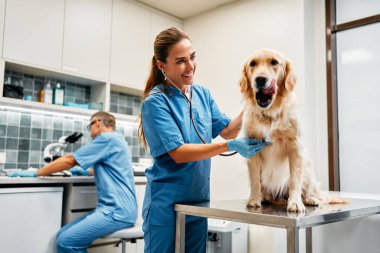 Mavi üniformalı veteriner doktorlar, veterinerlik kliniğinin modern ofisindeki bir masada bir köpeği rutin bir şekilde muayene ederler. Evcil hayvanların tedavisi ve aşılanması.