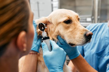 Mavi üniformalı veteriner doktorlar, veterinerlik kliniğinin modern ofisindeki bir masada bir köpeği rutin bir şekilde muayene ederler. Evcil hayvanların tedavisi ve aşılanması.