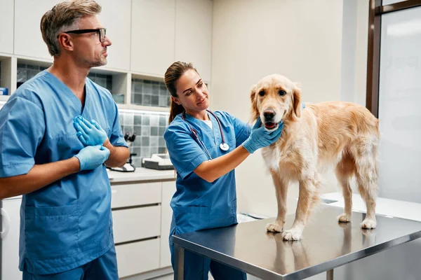 Veterinarios Médicos Uniformes Azules Llevan Cabo Examen Rutina Perro Sobre —  Fotos de Stock