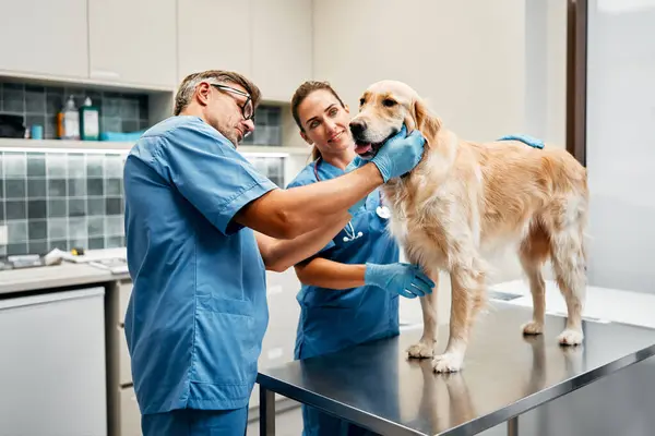 Veterinarios Médicos Uniformes Azules Llevan Cabo Examen Rutina Perro Sobre — Foto de Stock