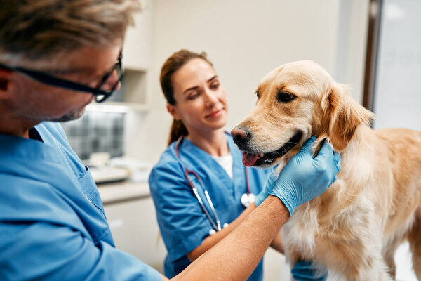 Veterinarians doctors in blue uniforms conduct a routine examination of a dog on a table in a modern office of a veterinary clinic. Treatment and vaccination of pets.