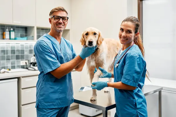 Veterinarios Médicos Uniformes Azules Llevan Cabo Examen Rutina Perro Sobre — Foto de Stock