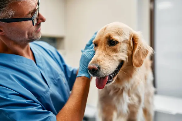 Médico Veterinario Uniforme Azul Realizar Examen Rutina Perro Sobre Una —  Fotos de Stock