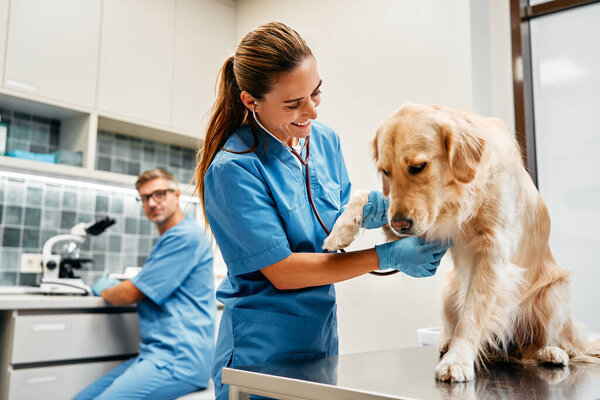 Veterinarians doctors in blue uniforms conduct a routine examination of a dog on a table in a modern office of a veterinary clinic. Treatment and vaccination of pets.