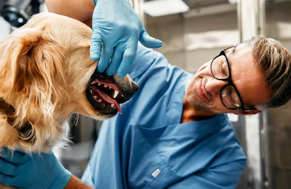 Médico Veterinario Uniforme Azul Realizar Examen Rutina Perro Sobre Una —  Fotos de Stock