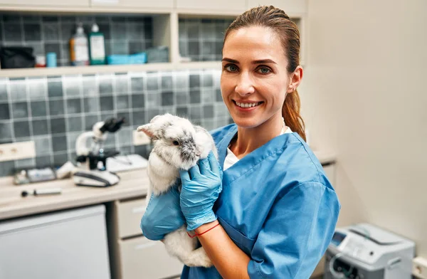 Female veterinarian in blue uniform conducting routine examination of domestic ornamental fluffy rabbit in the office of a modern veterinary clinic. Treatment and vaccination of pets.