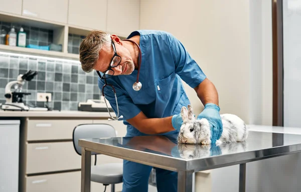 Veterinarian in blue uniform conduct a routine examination of a domestic ornamental rabbit in the office of a modern veterinary clinic. Treatment and vaccination of pets.