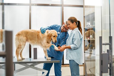 Veteriner, köpek sahibi ile birlikte ofiste duruyor ve Golden Retriever köpeğinin yaralı patisini inceliyor. Modern bir veteriner kliniğinde evcil hayvan tedavisi.