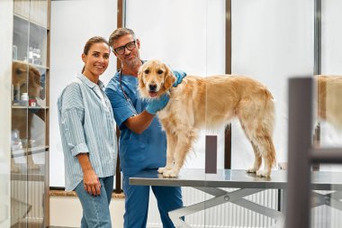 Golden Retriever köpeğinin sahibi kontrol için hayvanını veterinere getirmiş. Modern veteriner kliniğinde erkek veteriner köpeği muayene ediyor..