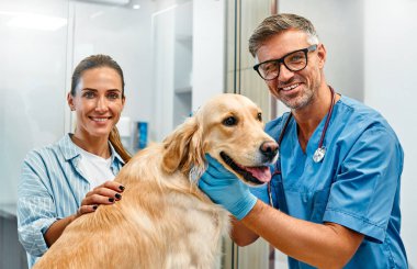 Golden Retriever köpeğinin sahibi kontrol için hayvanını veterinere getirmiş. Modern veteriner kliniğinde erkek veteriner köpeği muayene ediyor..