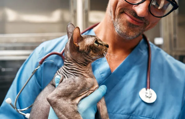 Male veterinarian with stethoscope holding sphynx cat in modern veterinary clinic. Vaccination and treatment of pets. Examination of the animal in the vet room.