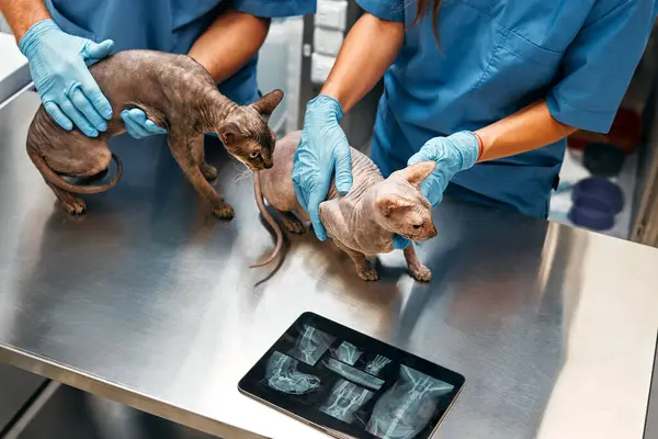 Veterinarians conduct an examination on the table of Sphynx cats, and study X-rays on a tablet in a modern veterinary clinic. Treatment of pets.