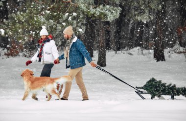 Mutlu Noeller ve mutlu yıllar. Köpekli mutlu bir çift, karlı havada ormanın zeminine karşı kızakla bir Noel ağacı taşıyor ve bayrama hazırlanıyor..