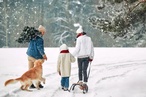 Mutlu Noeller ve mutlu yıllar. Çocuklu ve köpekli mutlu bir aile, tatil hazırlıkları için karlı bir patika boyunca ormandan bir Noel ağacı taşıyor..