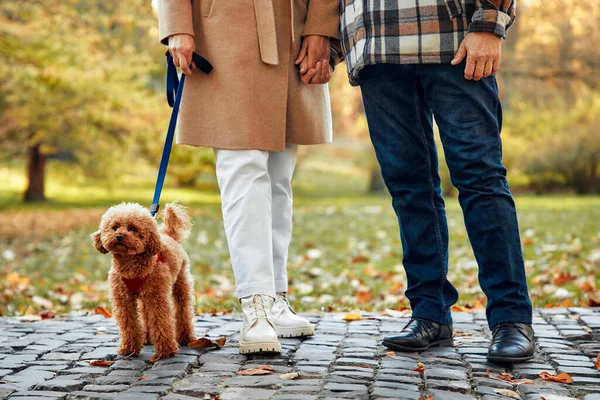 Mature beautiful gray-haired couple walking with their dog friend in the park in autumn.