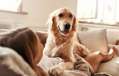 Evdeki rahat oturma odasında köpeği olan mutlu genç bir kadın hafta sonu rahatlıyor ve evcil hayvanıyla sarılıp oynuyor..
