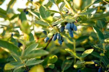 Olgun mavi hanımeli üzümlerinin güneşte kavrulmuş yeşil bir çalılıktaki yakın plan görüntüsü tarım ve bahçedeki bolluğun güzelliğini yakalar.