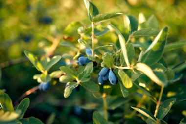 Olgun mavi hanımeli üzümlerinin güneşte kavrulmuş yeşil bir çalılıktaki yakın plan görüntüsü tarım ve bahçedeki bolluğun güzelliğini yakalar.
