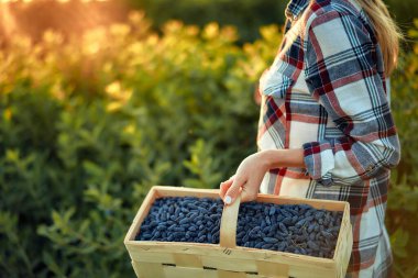 Gün batımında kırsal bir ortamda, ekose gömlekli bir kadın yeşil bir alanda olgun mavi hanımeli meyvelerini sepet kullanarak topluyor.