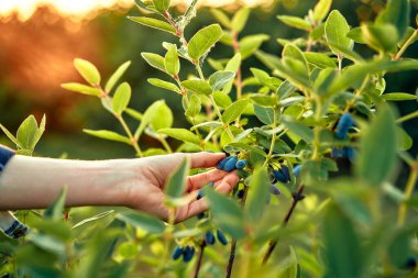 Bir el gün batımında canlı bir bahçede, doğanın güzelliğini ve bolluğunu gösteren olgun yaban mersinlerini topluyor. Güzelliği ve tarımsal zenginliği sembolize eder.