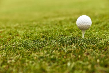 Bu yakın plan fotoğraf canlı yeşil çimlerle çevrili bir golf topunu gösteriyor, golflü medya ve hevesli oyuncular ve hayranları hedef alan promosyon malzemeleri için mükemmel.